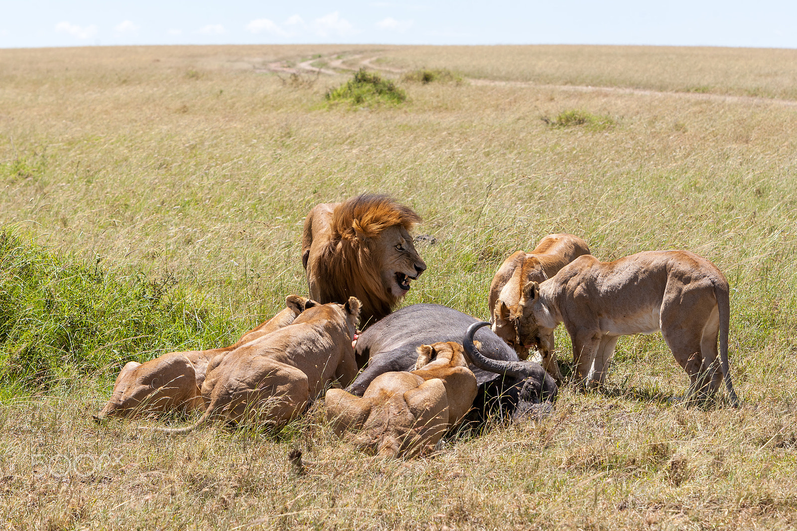 Canon EOS 5D sample photo. Lions feeding photography