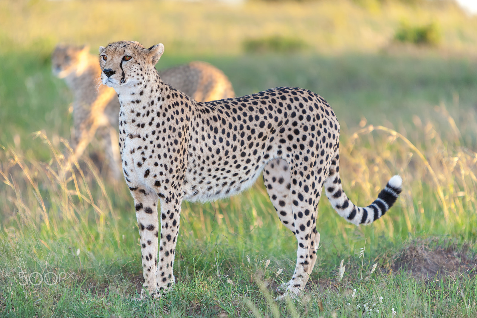 Canon EF 70-200mm F2.8L IS USM sample photo. Cheetah photography