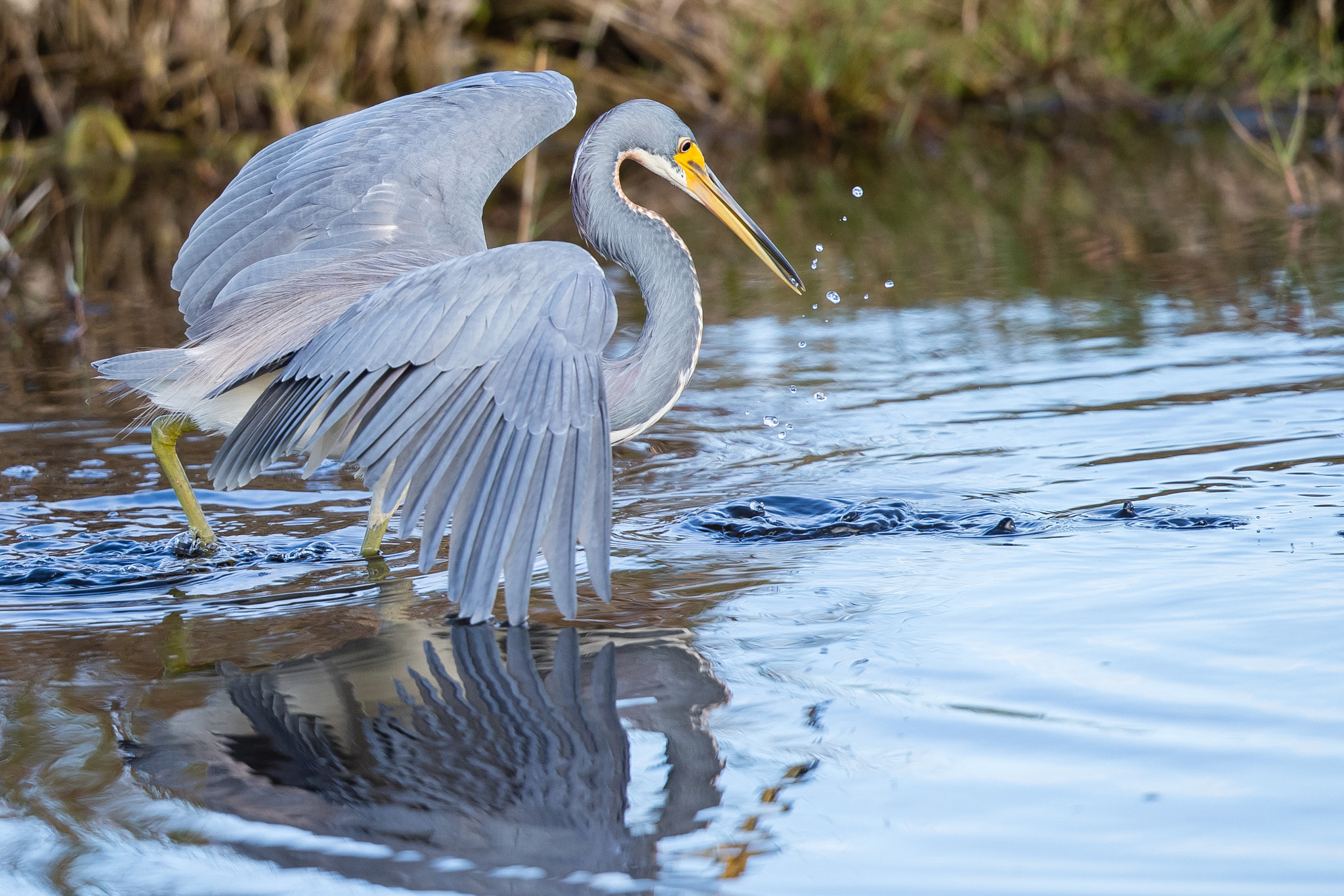 Canon EF 500mm F4L IS II USM sample photo. Tricolored heron photography