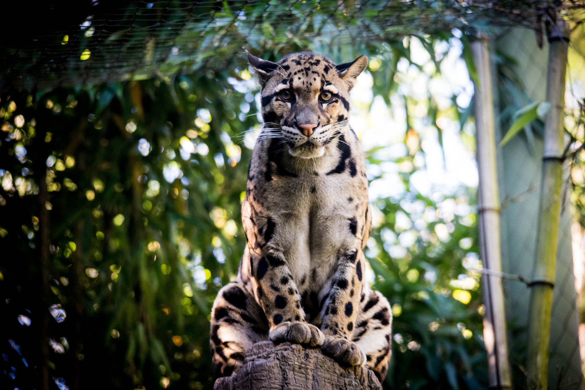 Sigma 150-500mm F5-6.3 DG OS HSM sample photo. Death stare photography