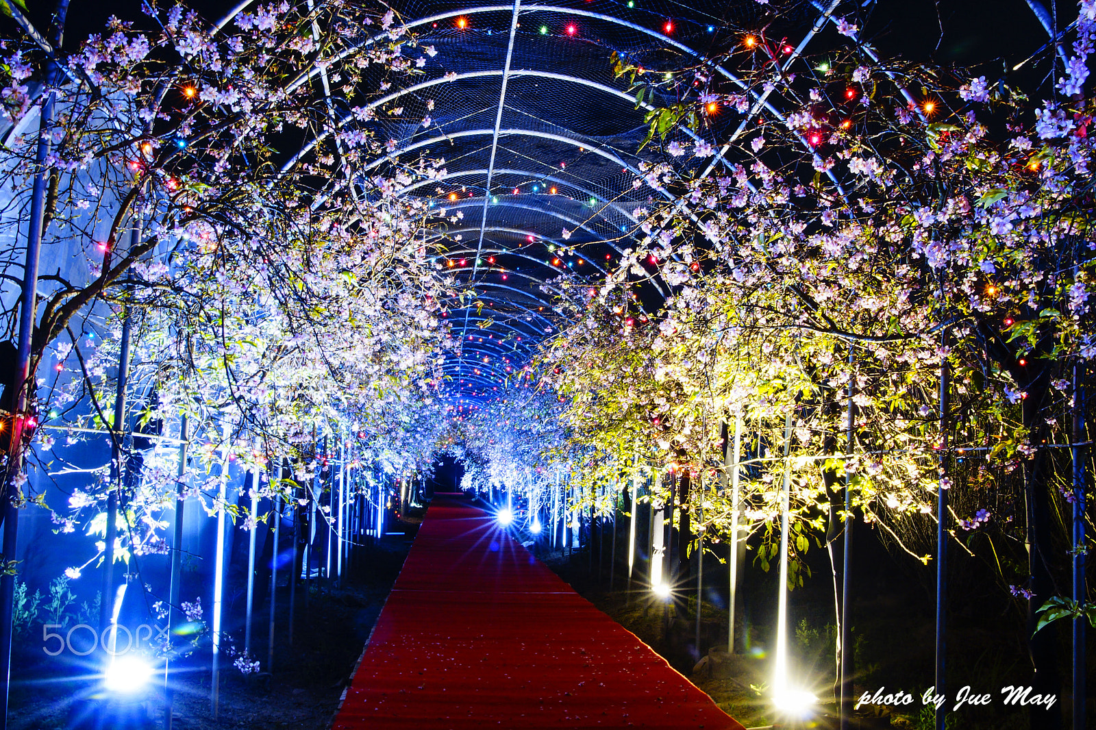 Sony SLT-A77 sample photo. 櫻花隧道 photography