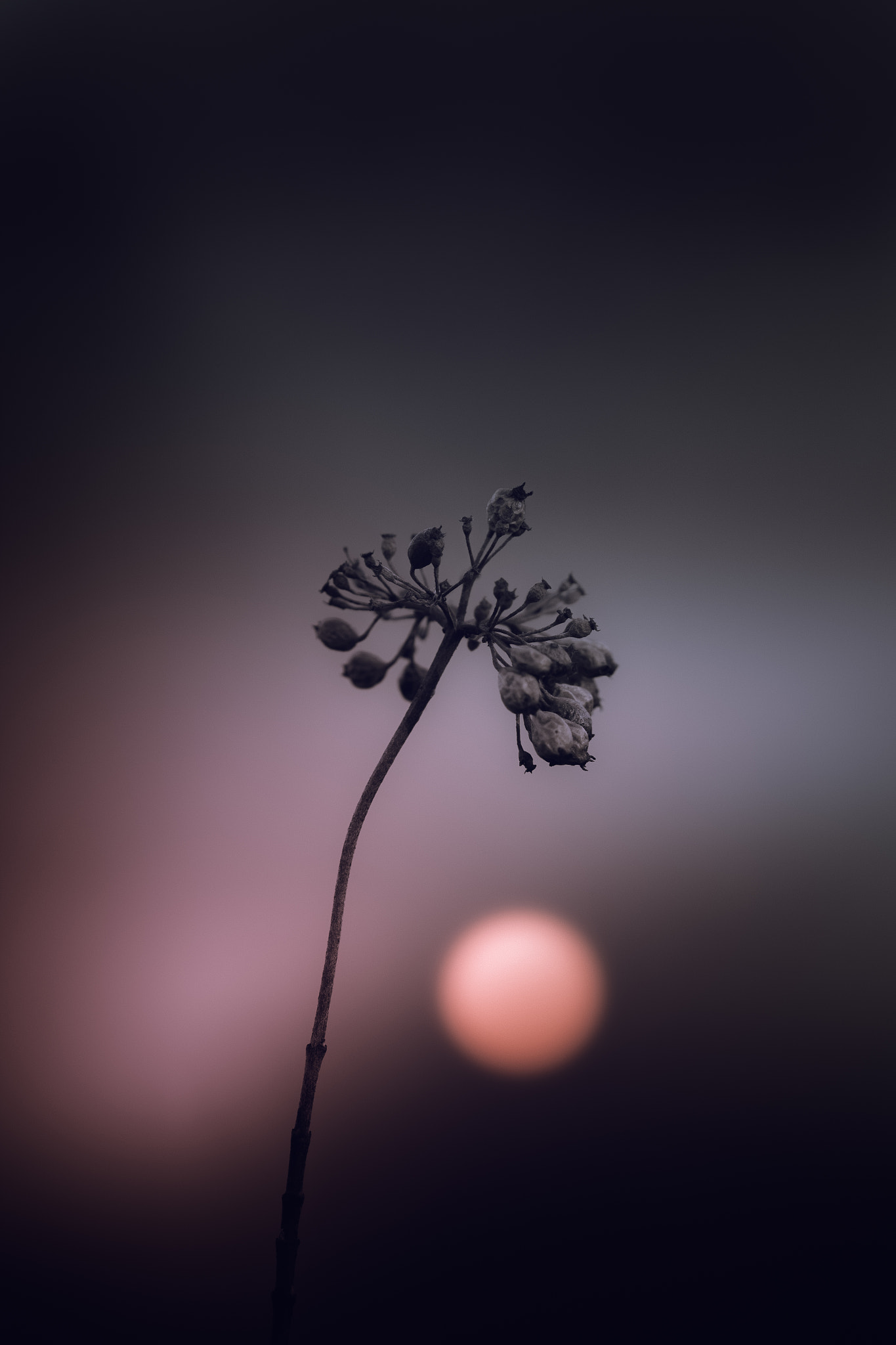 Canon EF 100mm F2.8 Macro USM sample photo. See you through the night photography