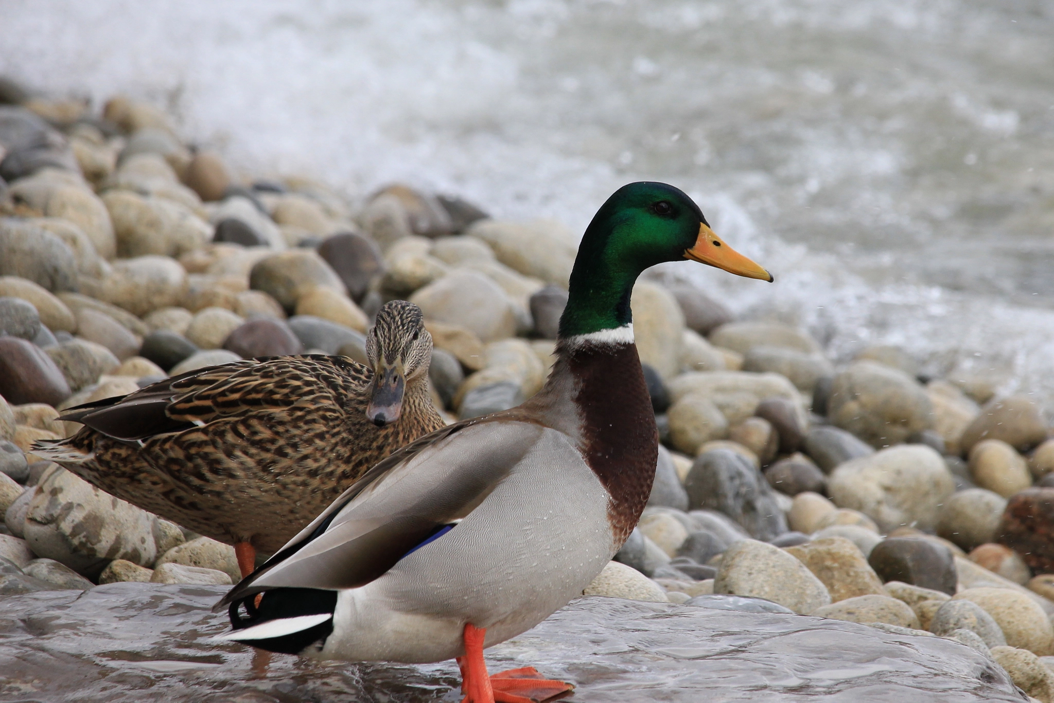 Canon EF-S 55-250mm F4-5.6 IS STM sample photo. Couple of ducks photography