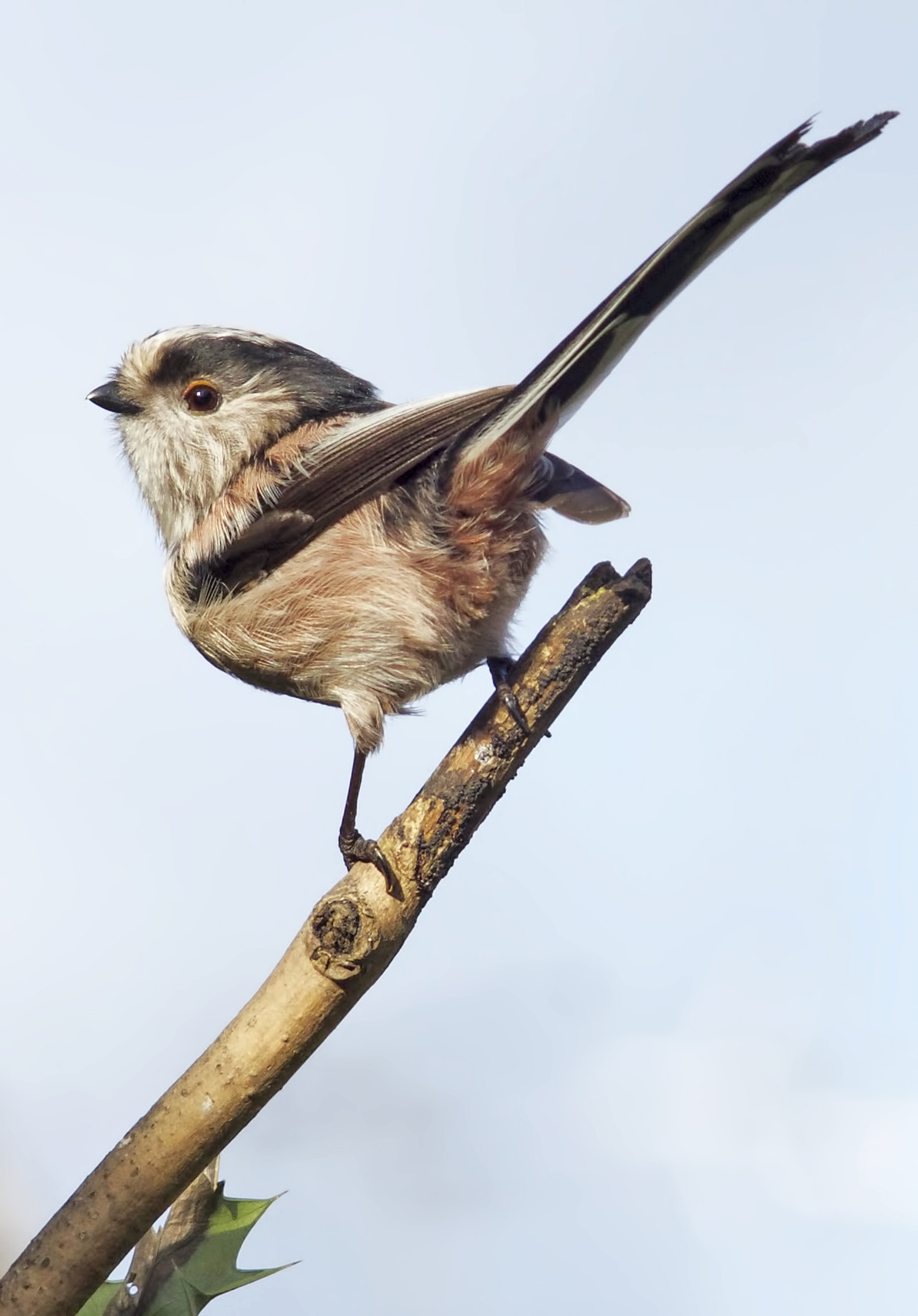 Sony Sonnar T* 135mm F1.8 ZA sample photo. Long tailed tit, photography