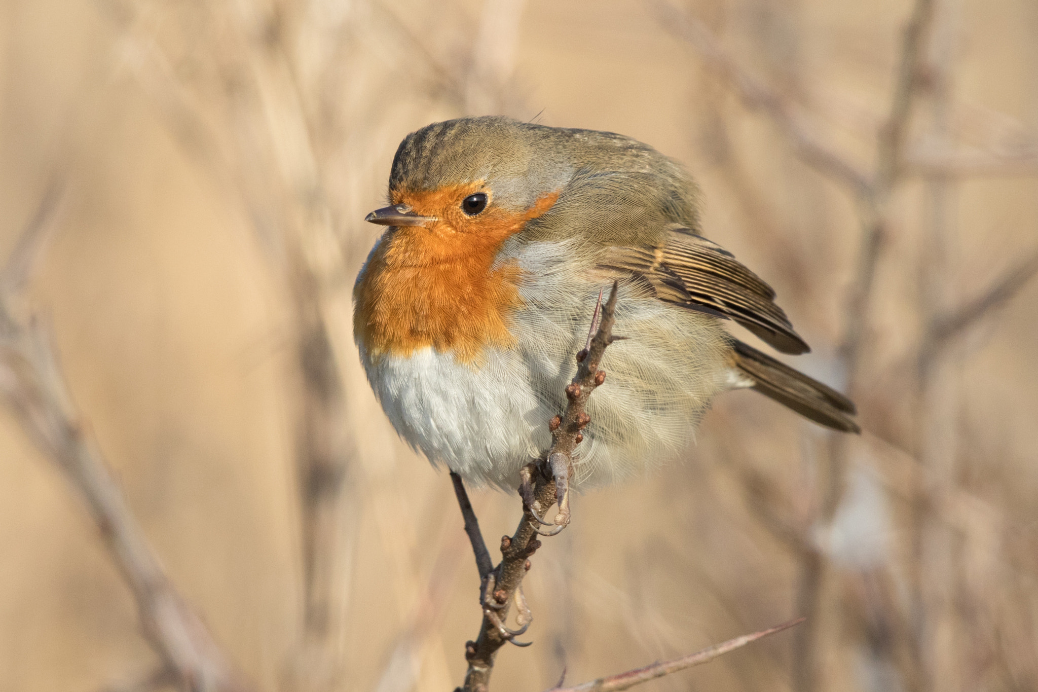 Canon EF 500mm F4L IS II USM sample photo. Fluffy photography