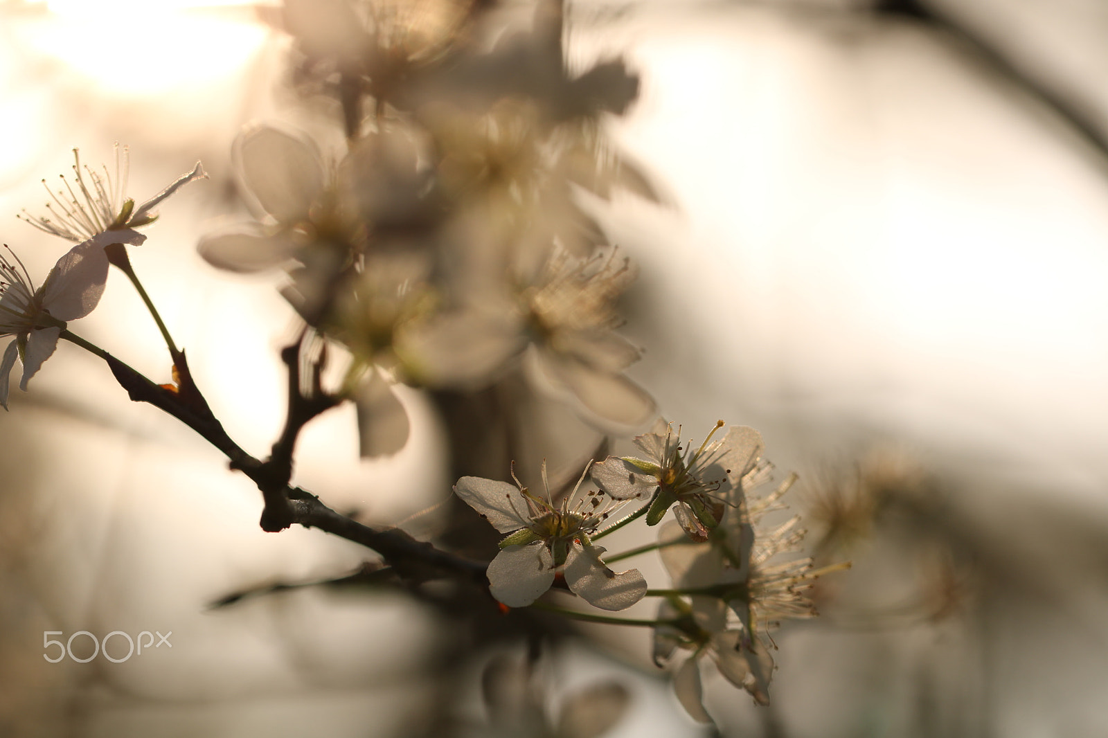 Canon EF 100mm F2.8L Macro IS USM sample photo. Spring 0721 photography