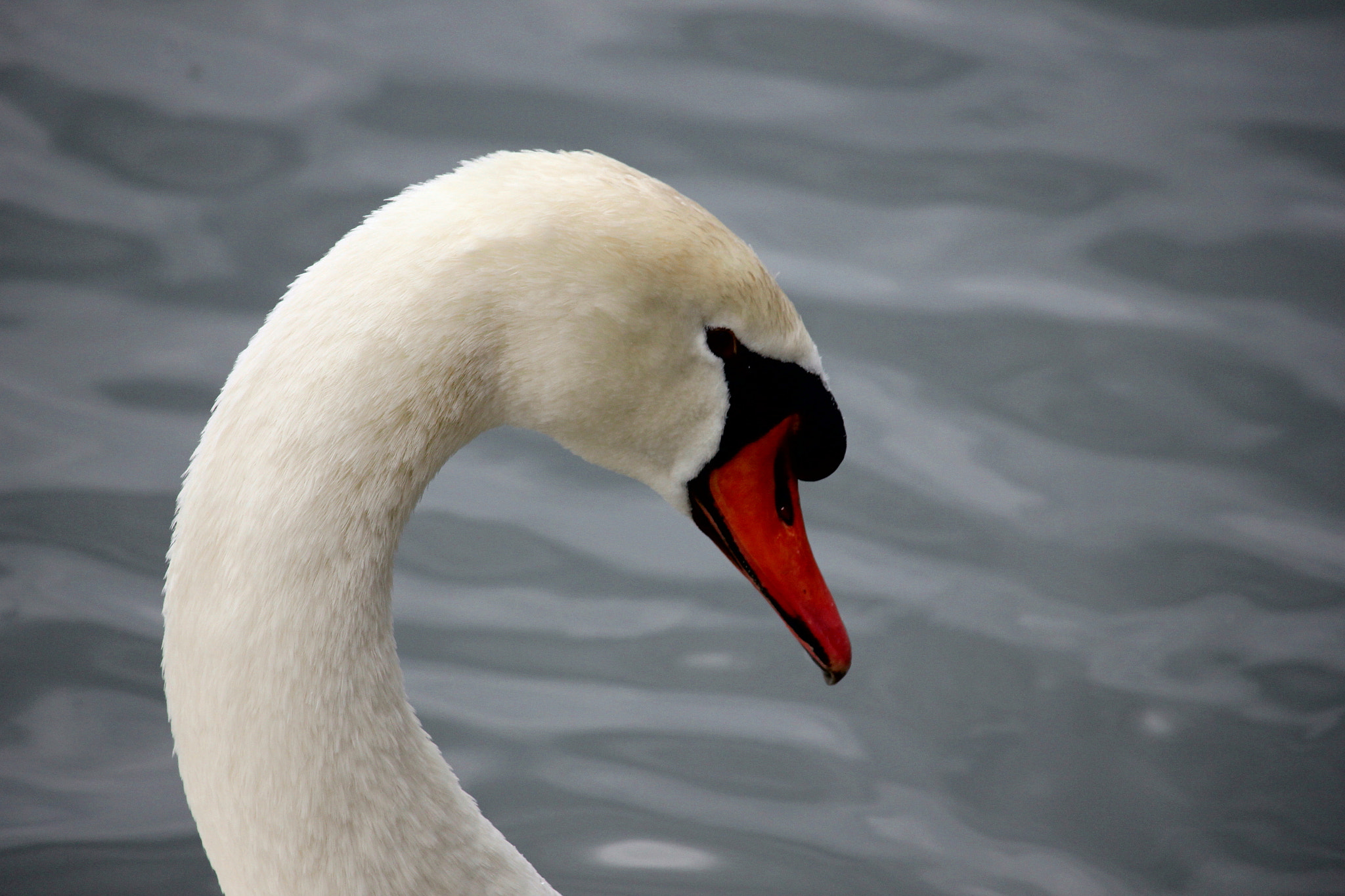 Canon EF-S 55-250mm F4-5.6 IS STM sample photo. Curve photography