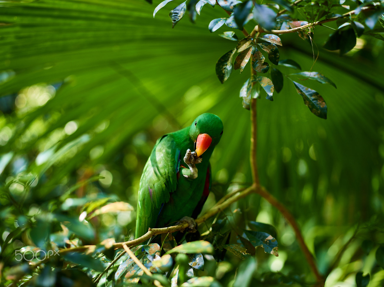 Schneider Kreuznach LS 80mm f/2.8 sample photo. Parrot photography