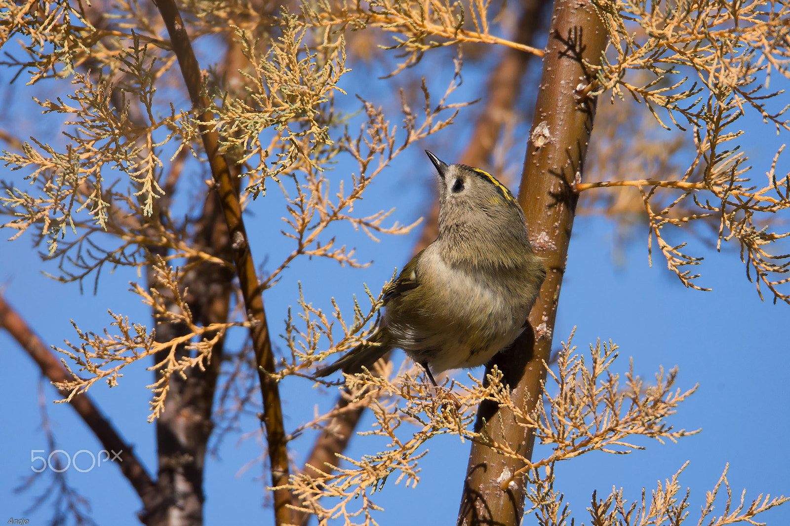 Nikon D7200 + Sigma 150-600mm F5-6.3 DG OS HSM | S sample photo. Regolo photography