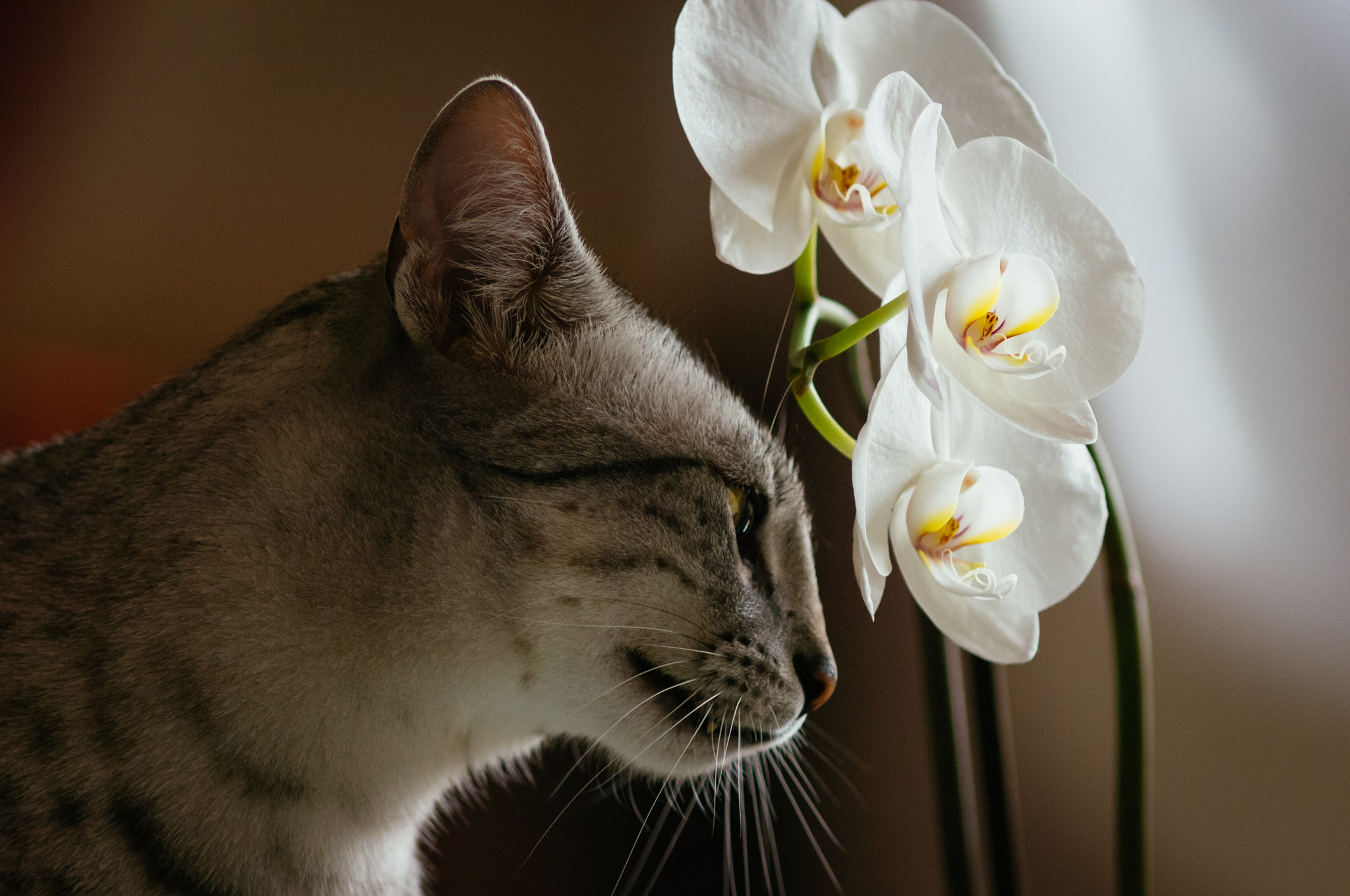 Nikon D2Xs + AF Nikkor 300mm f/4 IF-ED sample photo. Fauna & flora photography