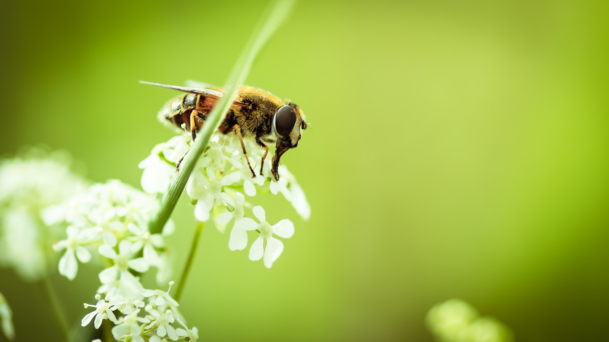 Canon EF 100mm F2.8 Macro USM sample photo. Macro photography