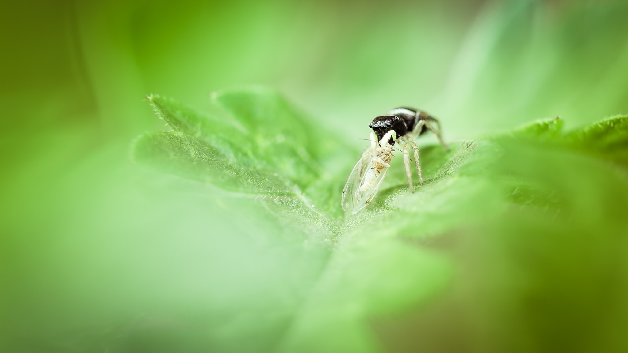 Canon EF 100mm F2.8 Macro USM sample photo. Macro photography
