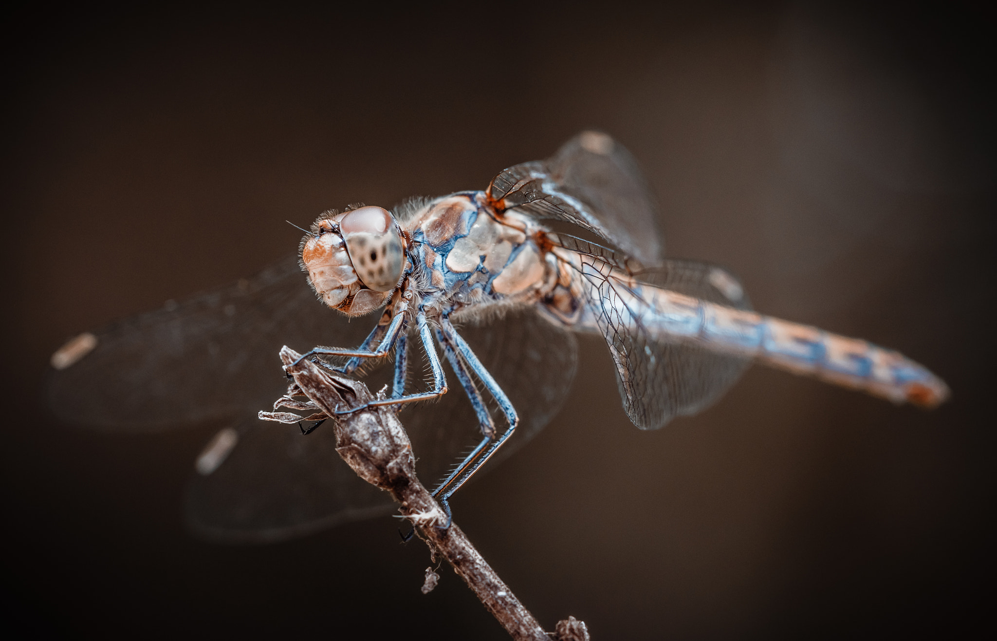 Canon EF 100mm F2.8L Macro IS USM sample photo. %% photography