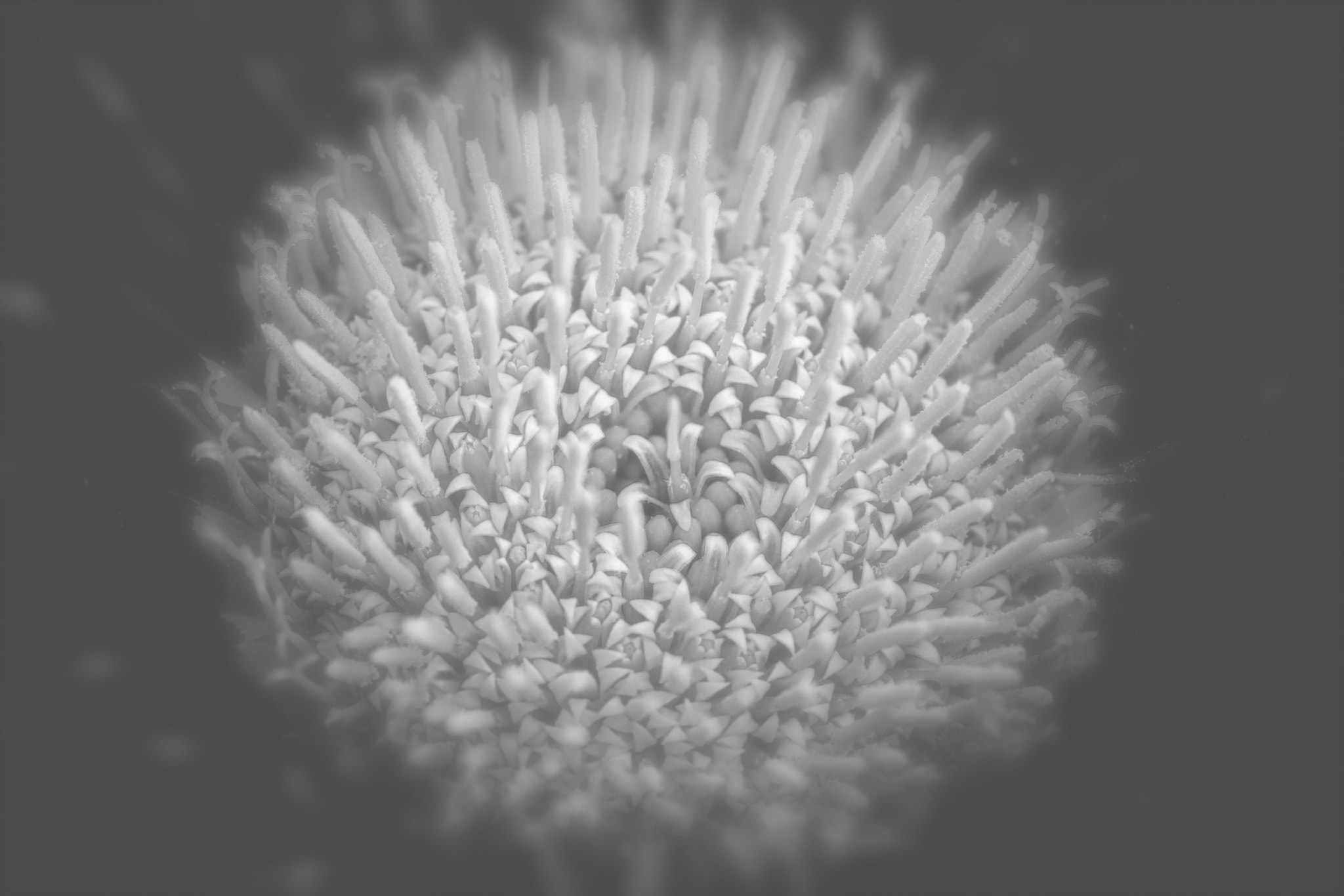 Canon EF 100mm F2.8 Macro USM sample photo. Dare photography
