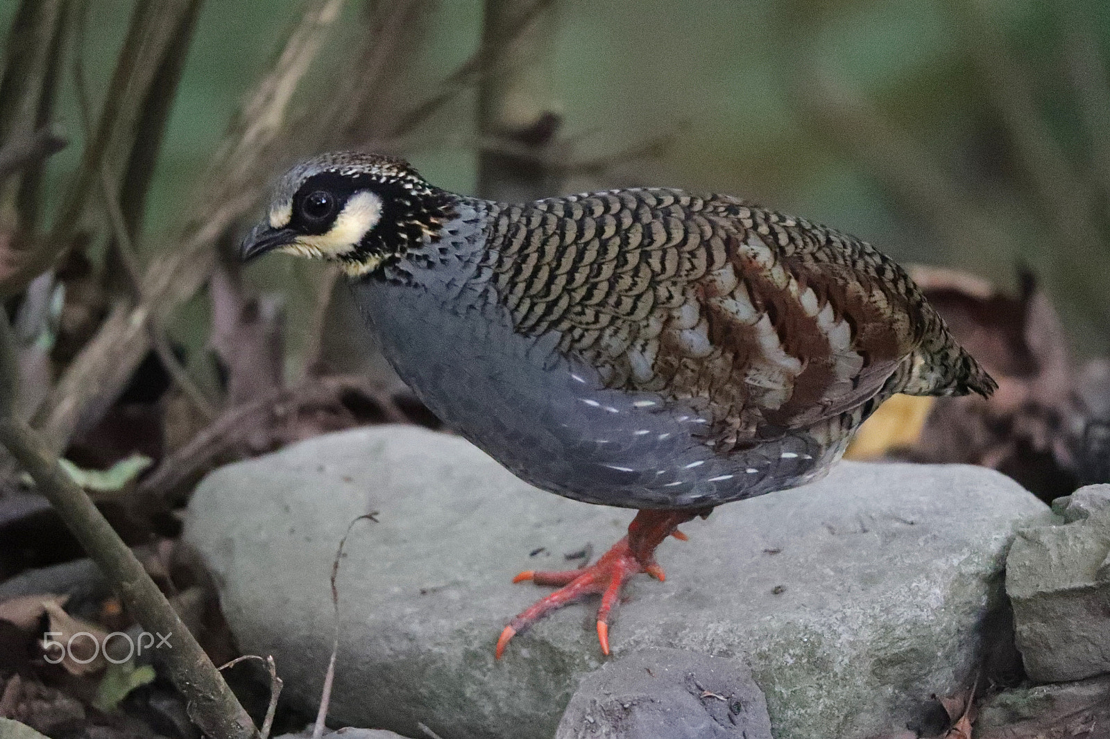 Tamron SP 150-600mm F5-6.3 Di VC USD sample photo