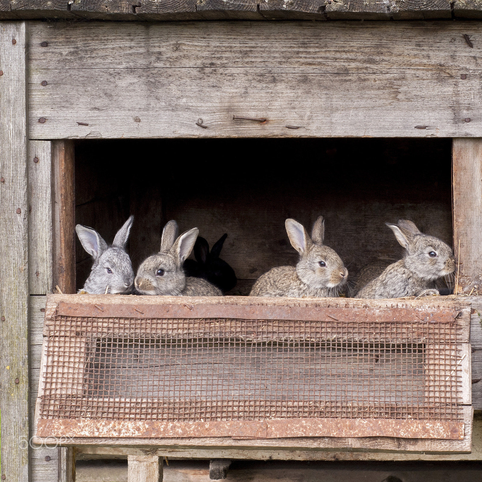 Nikon D80 + Nikon AF Nikkor 50mm F1.8D sample photo. Newborn bunnies in cage photography