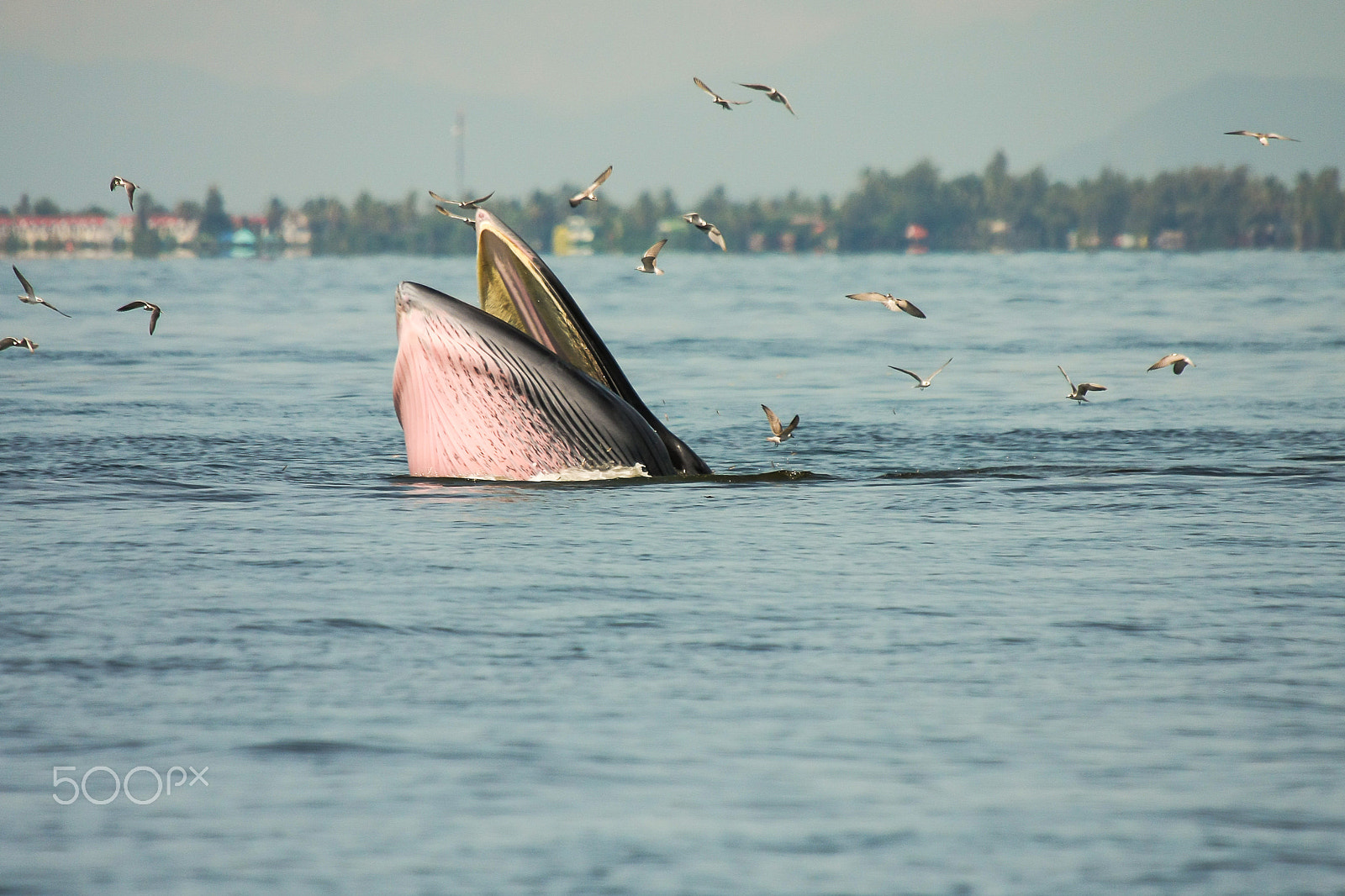 Sigma 50-500mm f/4-6.3 APO HSM EX sample photo. Bryde's whale feeding photography