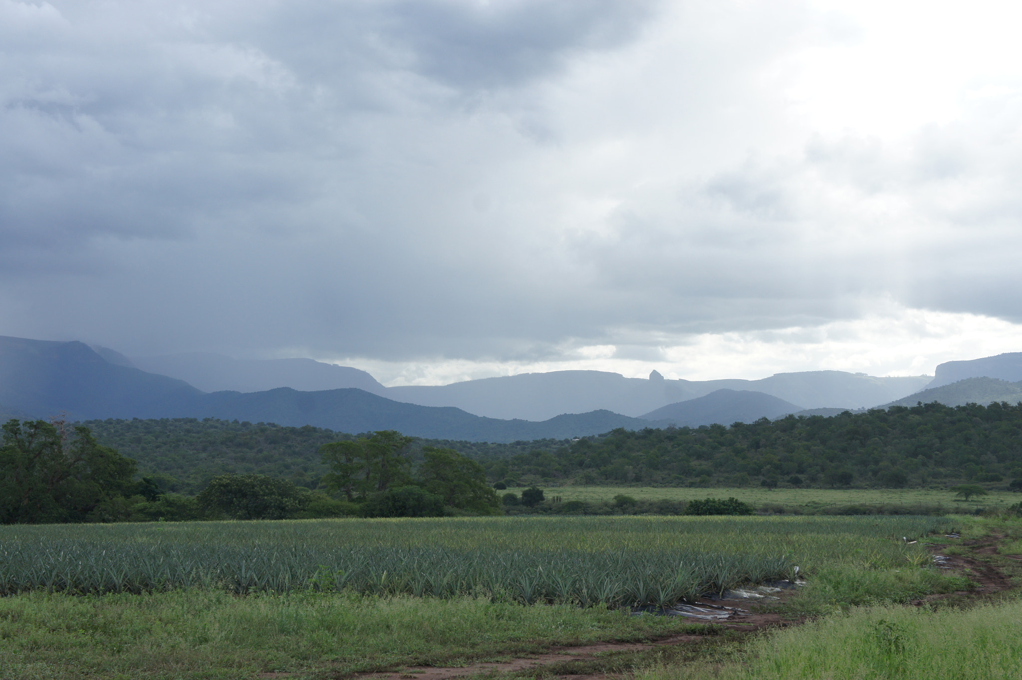Sony E 18-55mm F3.5-5.6 OSS sample photo. Pineapple fields  photography