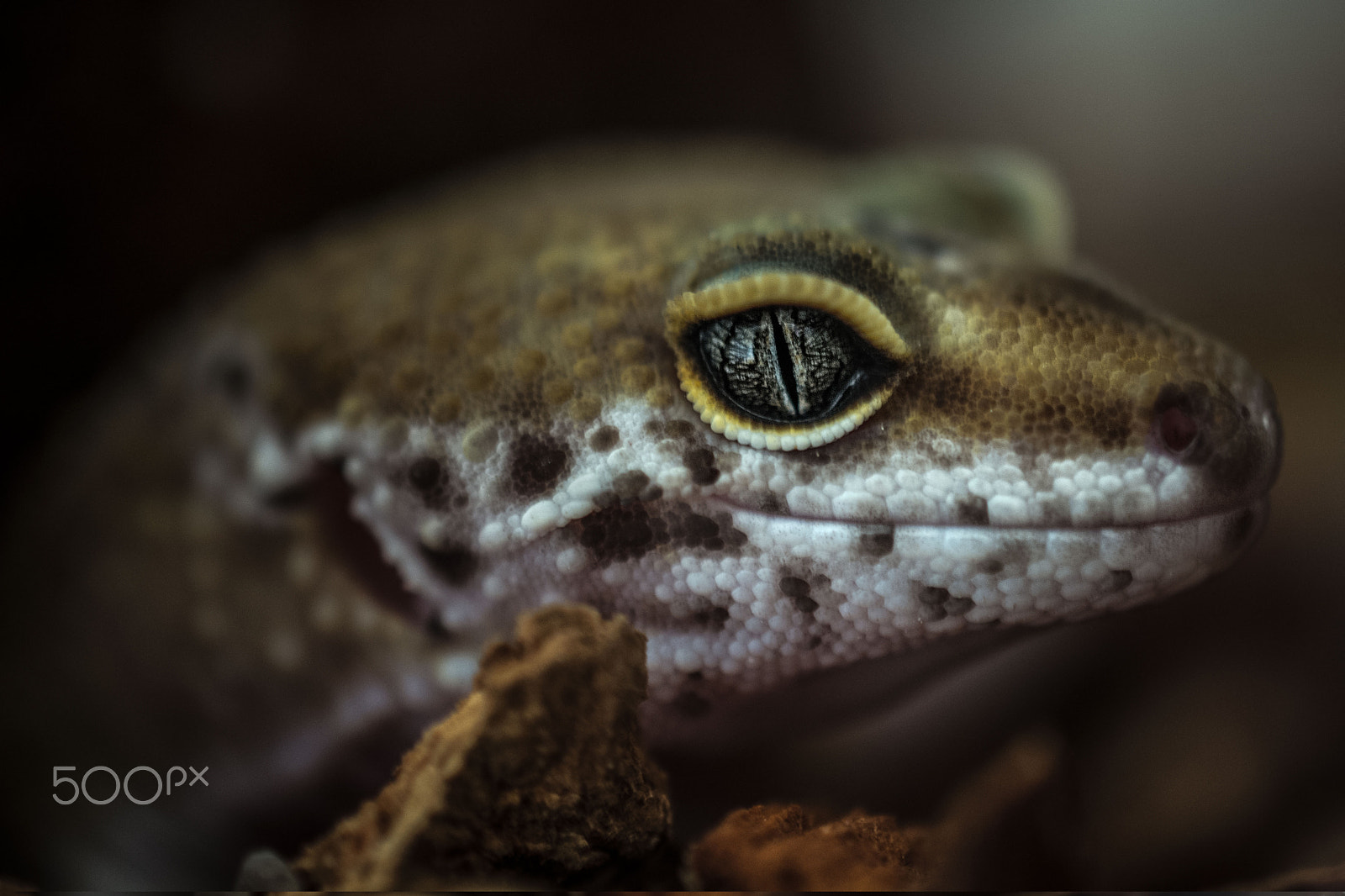 Nikon AF-S DX Micro Nikkor 40mm F2.8 sample photo. Jeb portrait - geco leopardino photography
