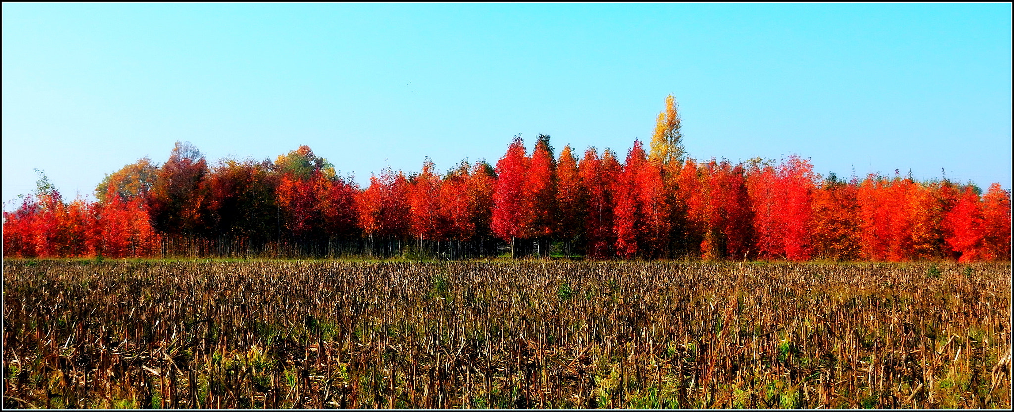 Nikon Coolpix S9700 sample photo. Il boschetto autunnale. photography