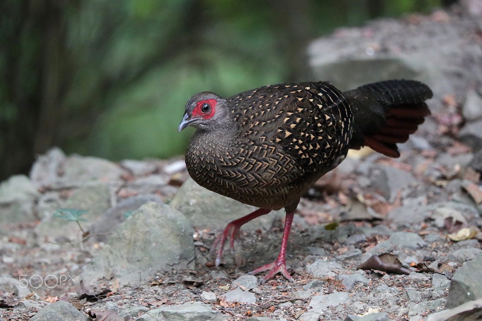 Tamron SP 150-600mm F5-6.3 Di VC USD sample photo. 藍腹鷴雌鳥 photography