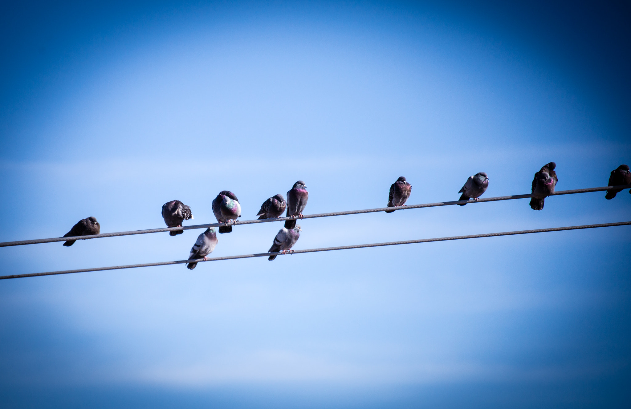 Canon EOS 6D + Tamron SP 35mm F1.8 Di VC USD sample photo. Pigeons on a wire photography