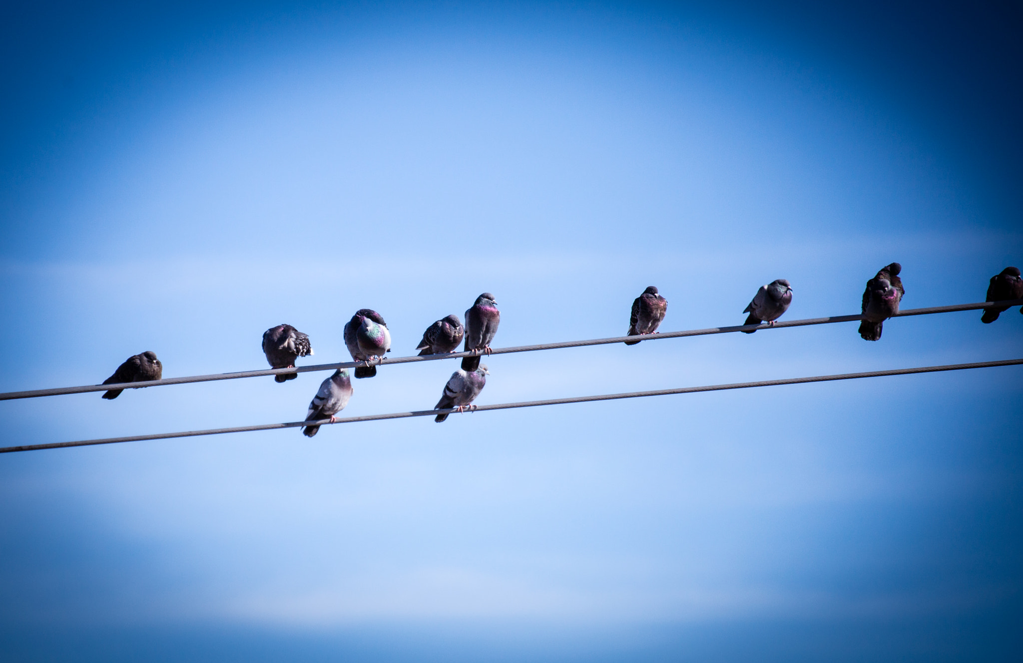 Tamron SP 35mm F1.8 Di VC USD sample photo. Pigeons on a wire photography