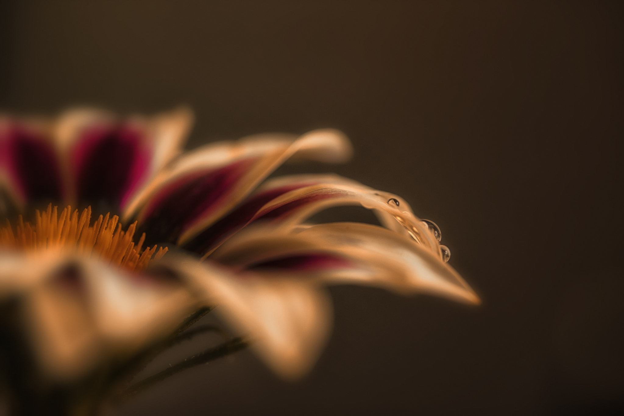 Canon EF 100mm F2.8 Macro USM sample photo. Effervescent photography