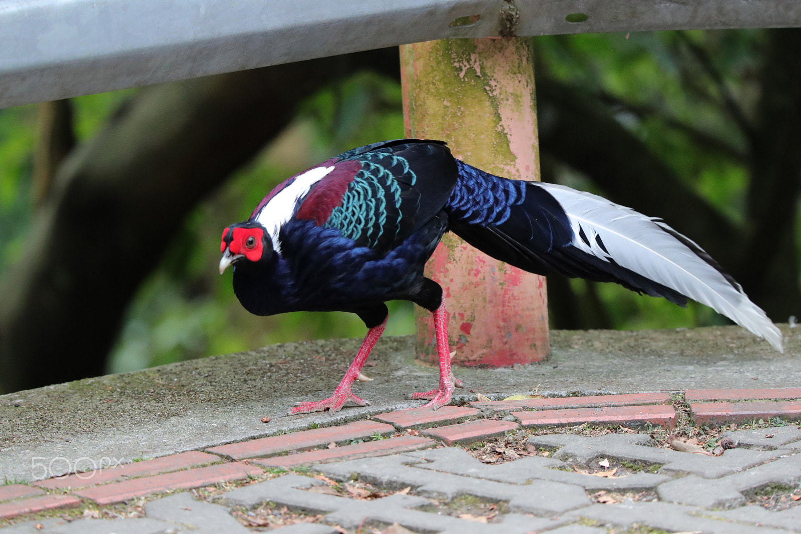 Tamron SP 150-600mm F5-6.3 Di VC USD sample photo. 藍腹鷴雄鳥 photography