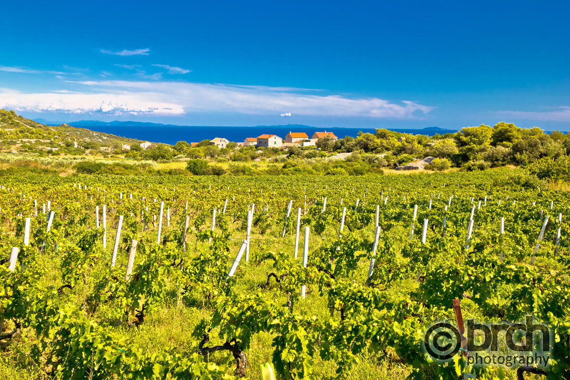 Canon EOS 550D (EOS Rebel T2i / EOS Kiss X4) sample photo. Island of vis vineyards panorama photography