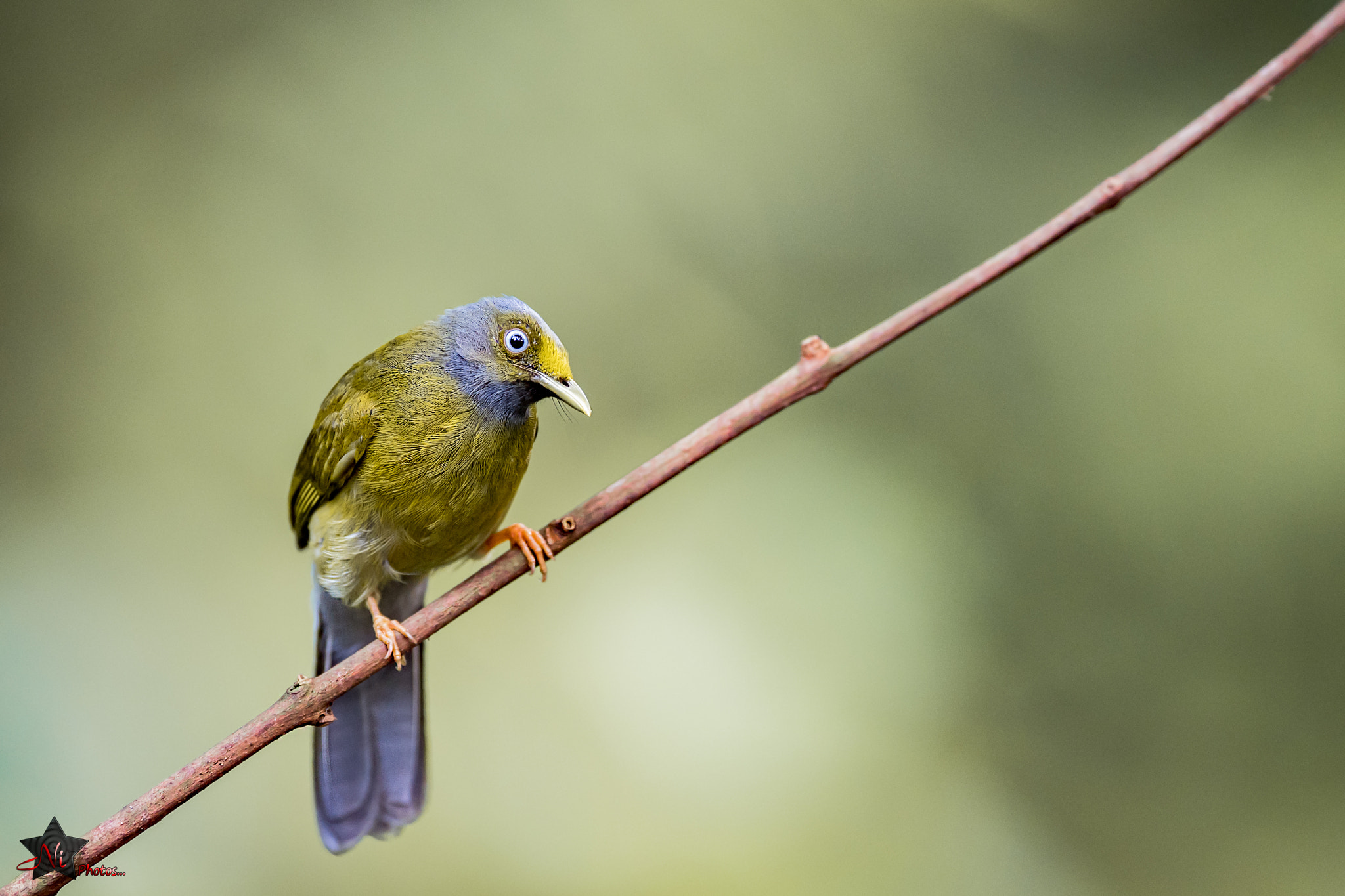 Nikon AF-S Nikkor 600mm F4E FL ED VR sample photo. Grey-headed bulbul photography