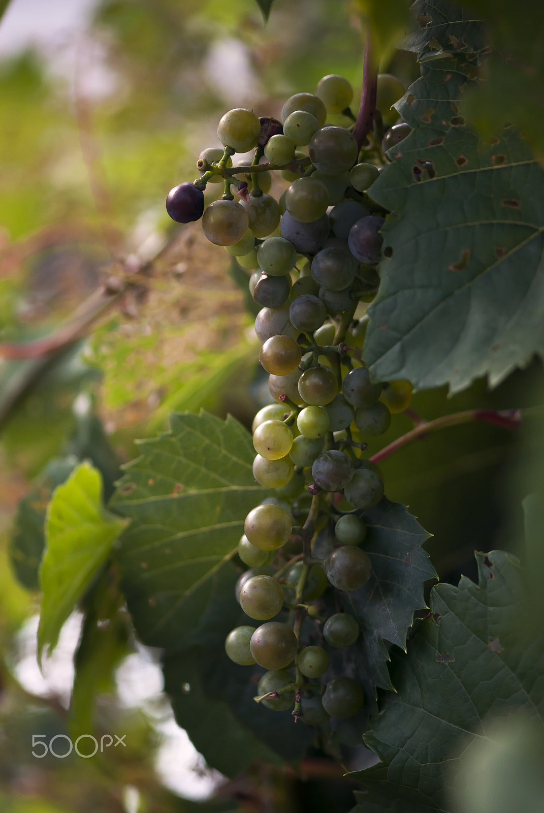 Nikon D60 sample photo. Grapes on vine photography