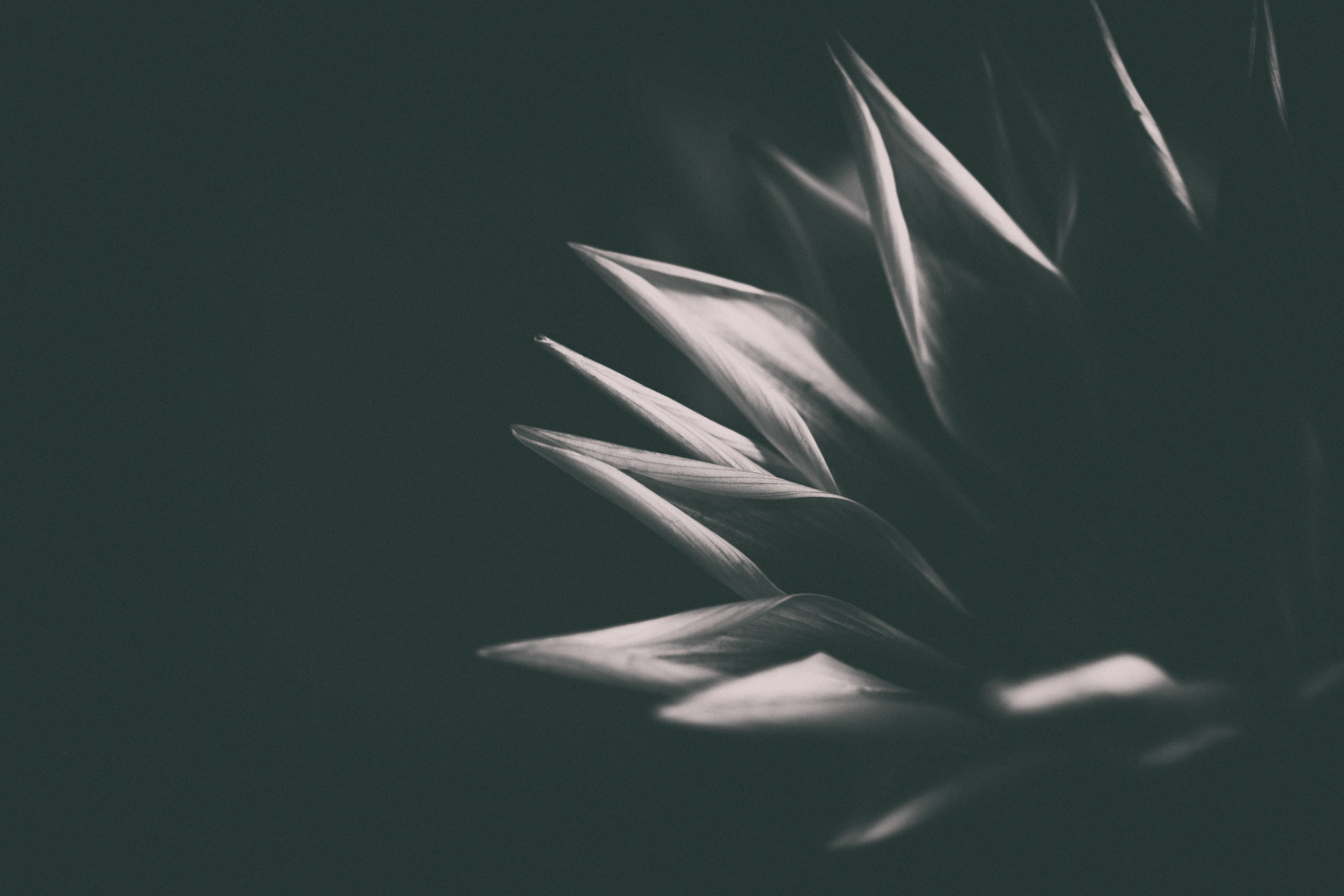 Canon EF 100mm F2.8 Macro USM sample photo. In the lonely hour photography