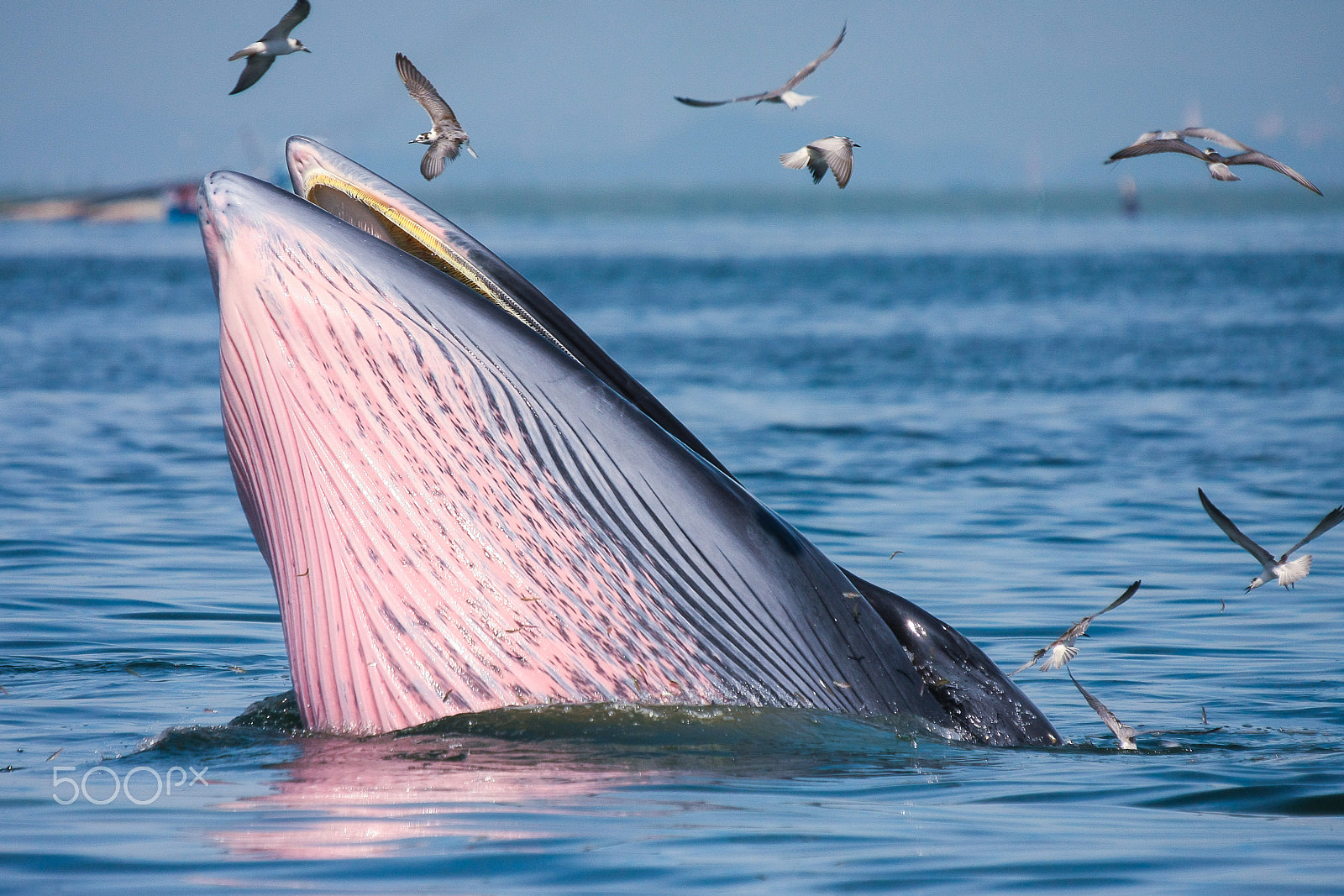 Sigma 50-500mm f/4-6.3 APO HSM EX sample photo. Bryde's whale feeding photography