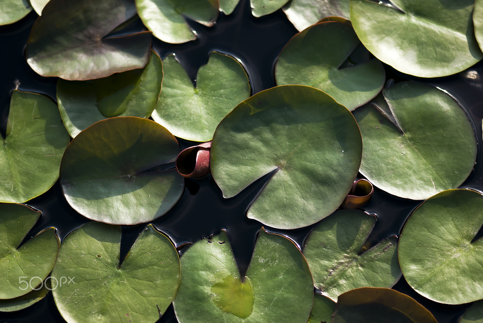 Nikon D60 + Nikon AF-S Micro-Nikkor 105mm F2.8G IF-ED VR sample photo. Green lily pads photography