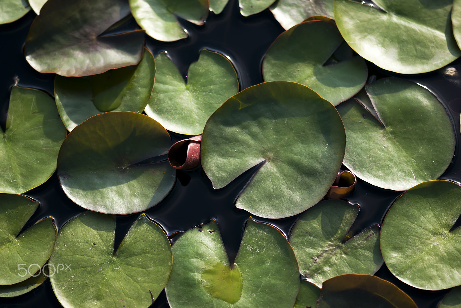 Nikon AF-S Micro-Nikkor 105mm F2.8G IF-ED VR sample photo. Green lily pads photography