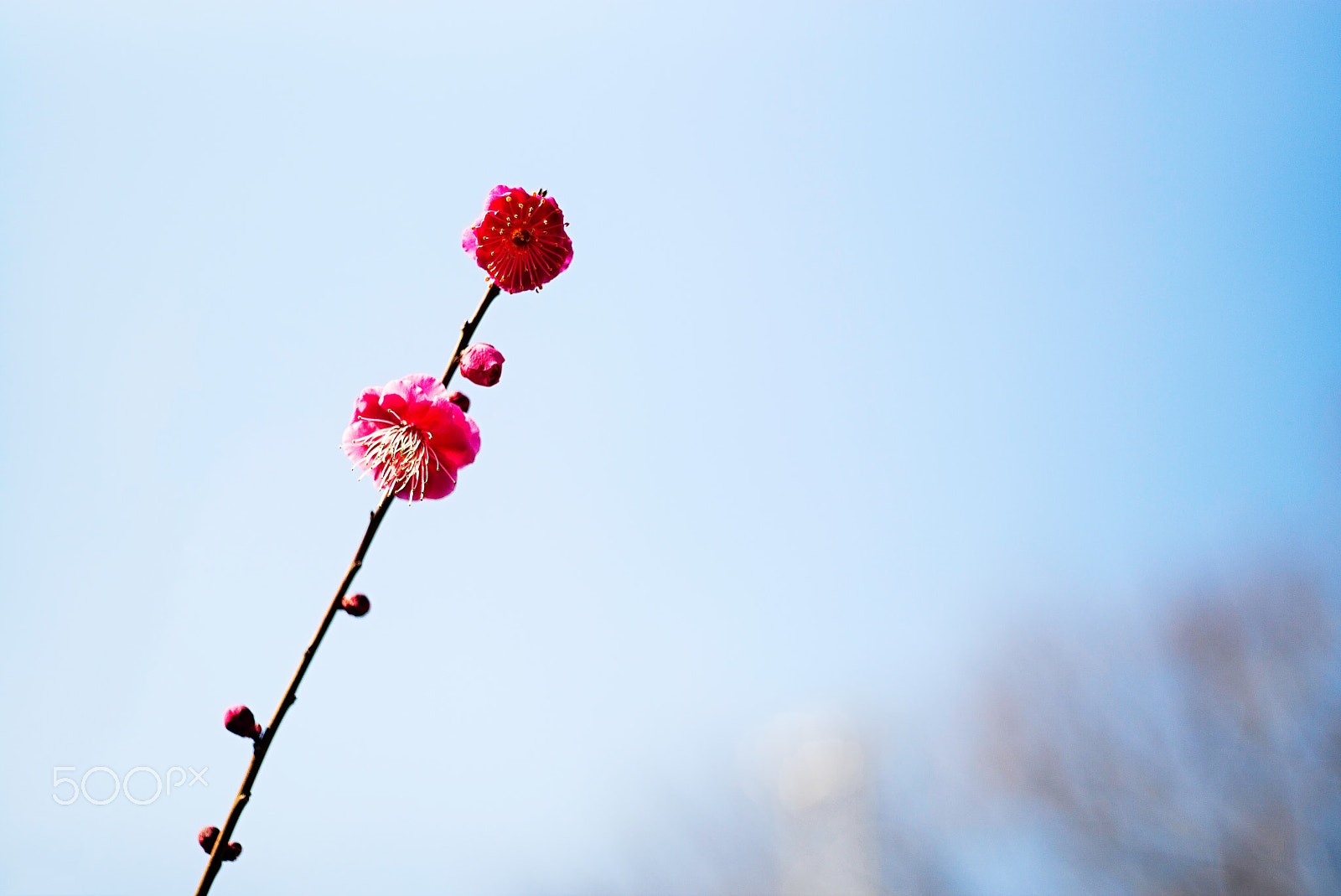 Leica M (Typ 240) + Summicron 1:2/50 Leitz sample photo. Here below photography