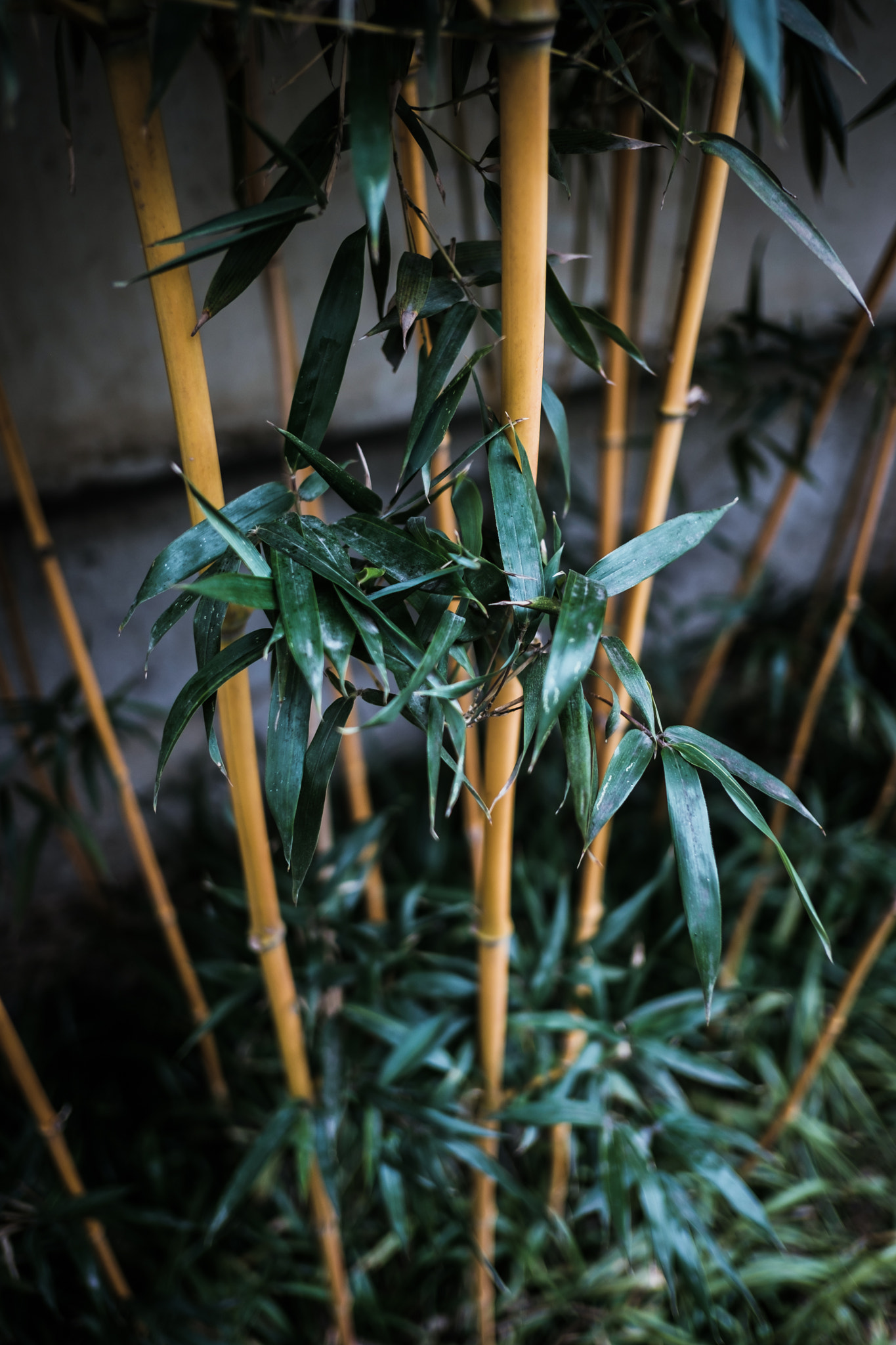 Fujifilm X-Pro2 + Fujifilm XF 18mm F2 R sample photo. Dscf photography