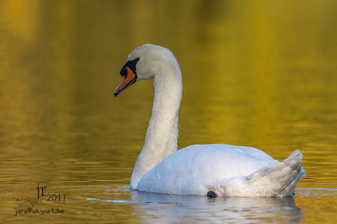Canon EOS 7D Mark II + Canon EF 300mm F2.8L IS USM sample photo. Cygne_4a7a0211 photography