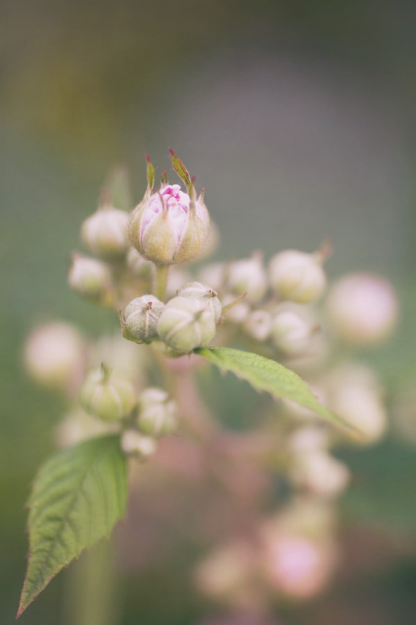 Nikon D700 sample photo. Girly photography