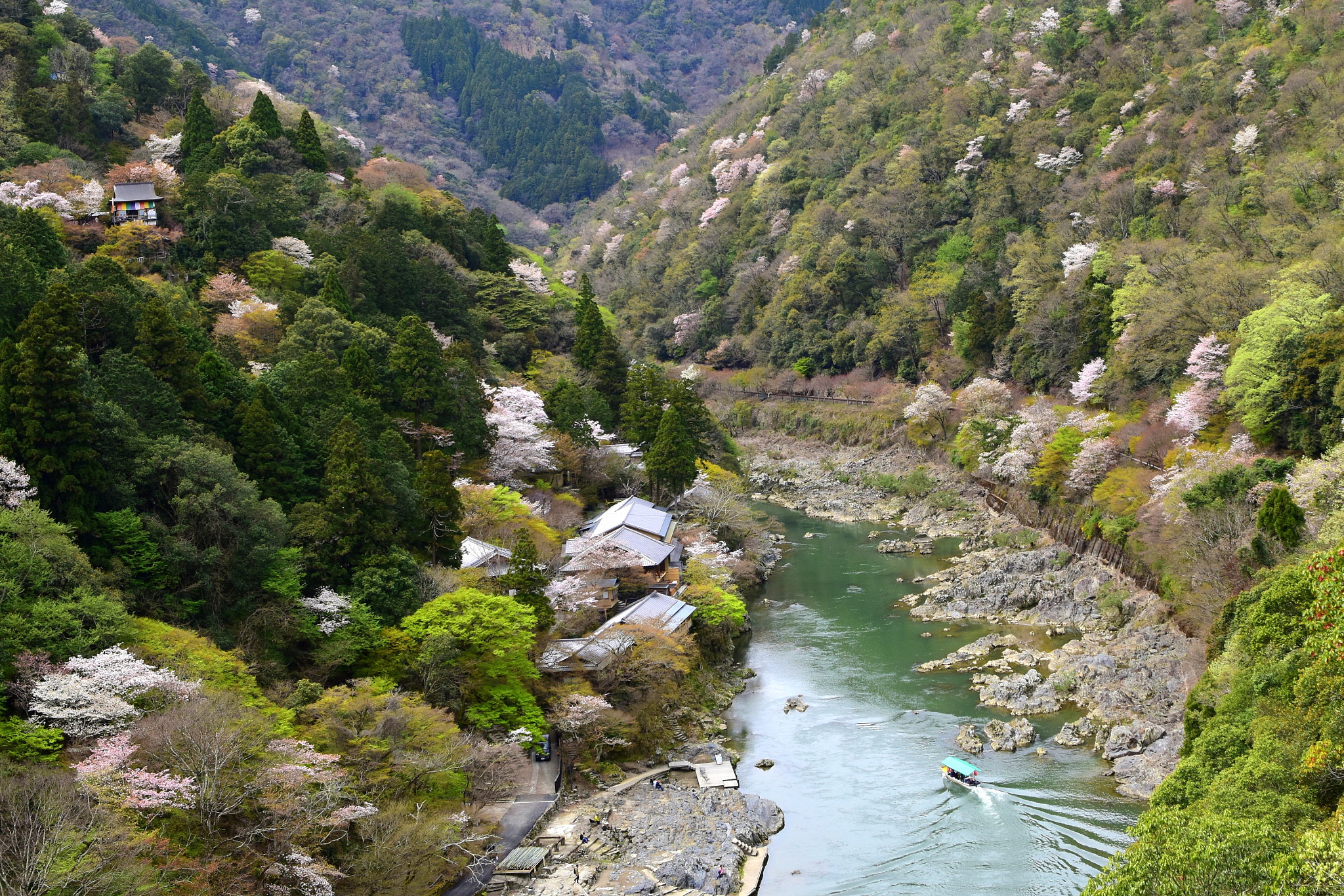 Nikon D5500 sample photo. Sakura, arashiyama, kyoto photography