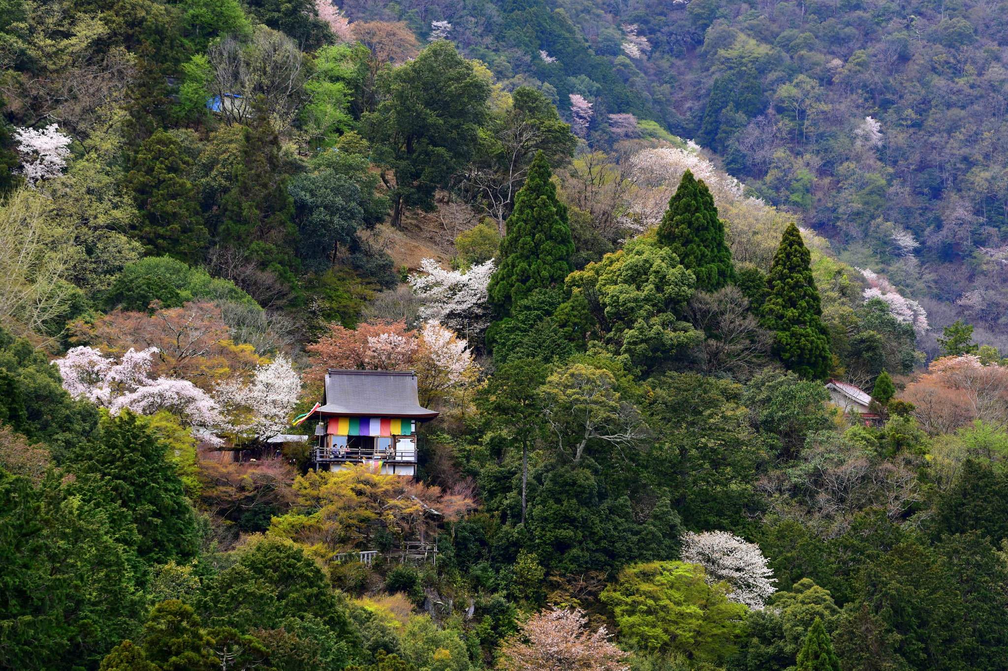 Nikon D5500 sample photo. Sakura, arashiyama, kyoto photography