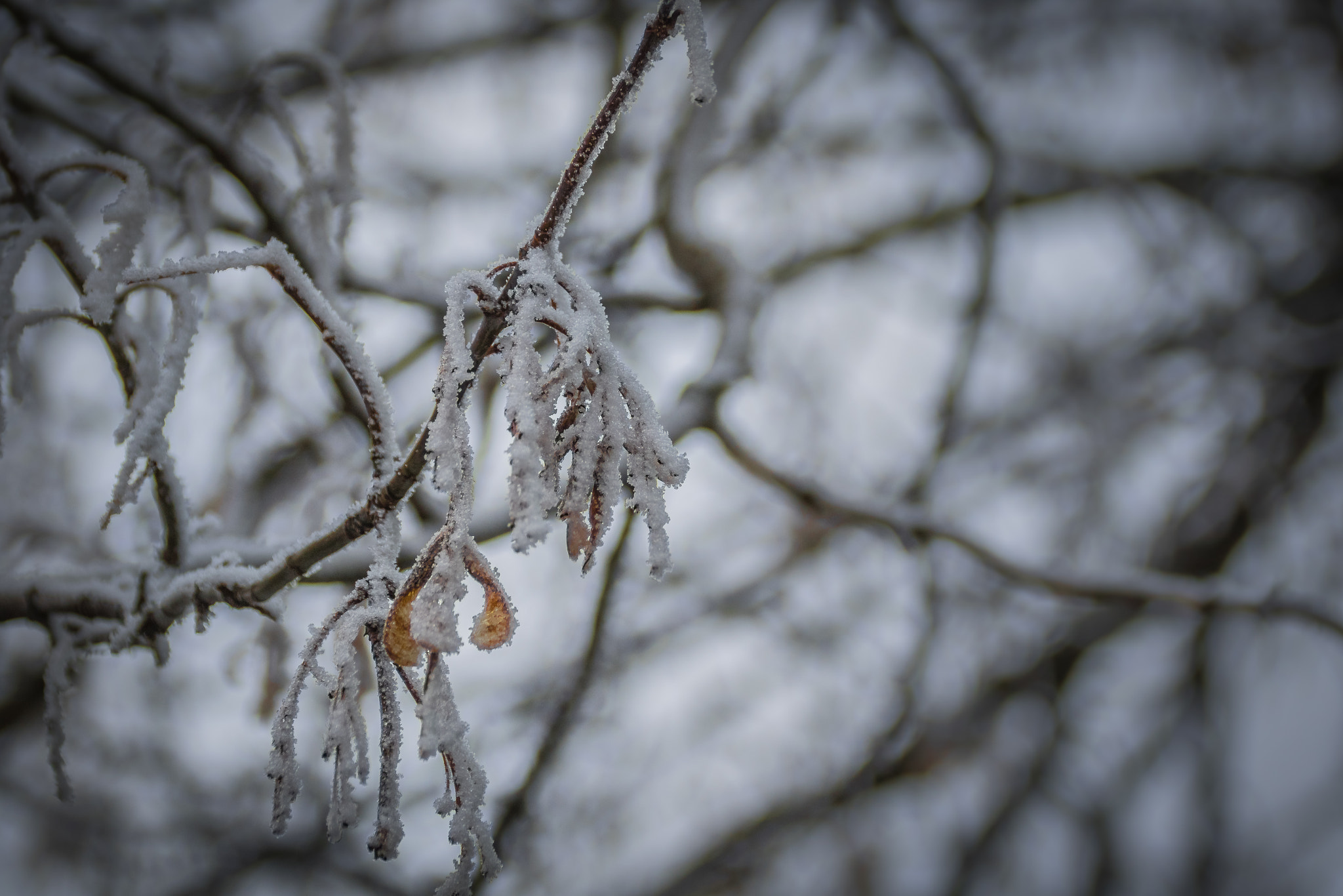 Canon EF 75-300mm F4.0-5.6 IS USM sample photo. Frosted photography