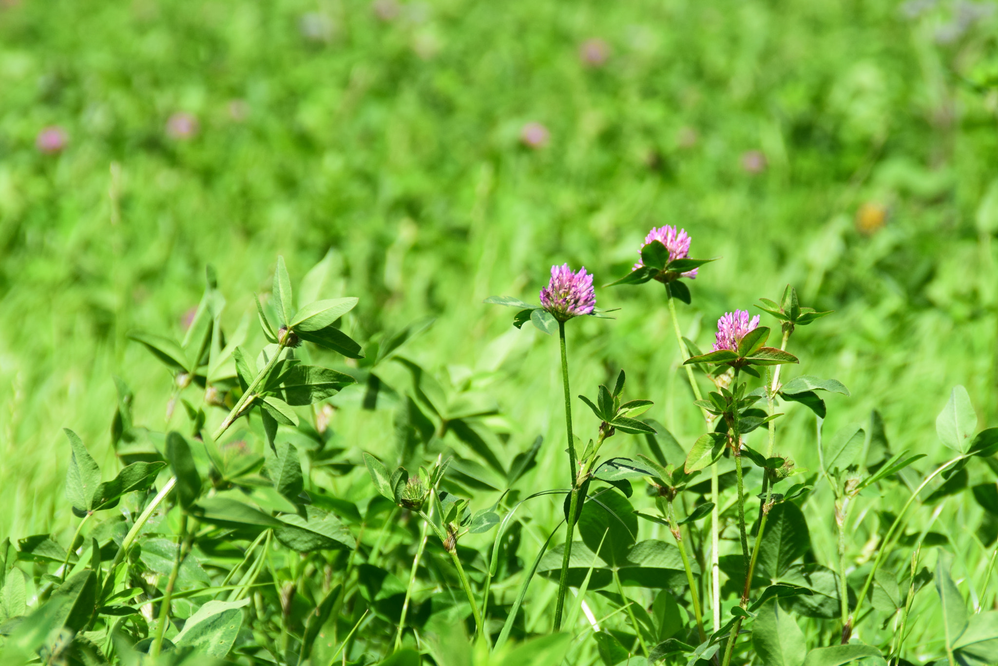 Nikon D3300 + Tamron AF 18-200mm F3.5-6.3 XR Di II LD Aspherical (IF) Macro sample photo. The red clover blooming. photography