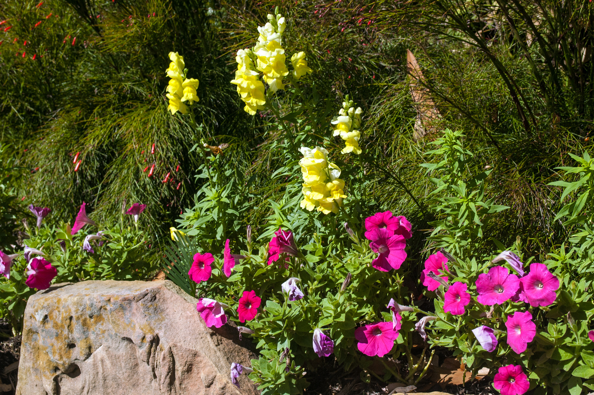 Nikon D70 sample photo. Spring has sprung photography