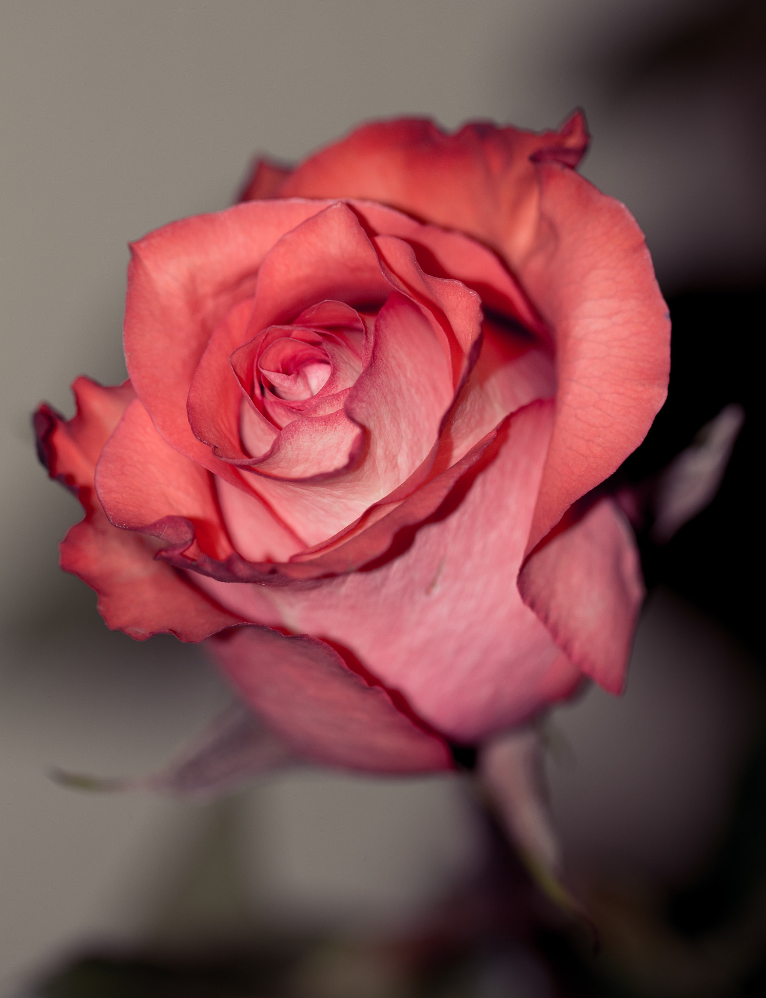 Canon EF 100mm F2.8L Macro IS USM sample photo. Dying rose photography