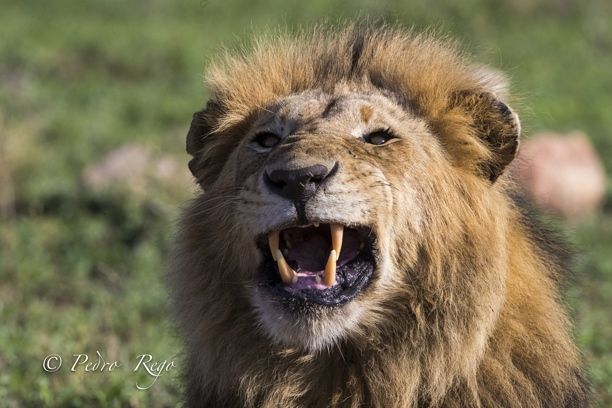 Canon EF 500mm F4L IS II USM sample photo. Roar! photography