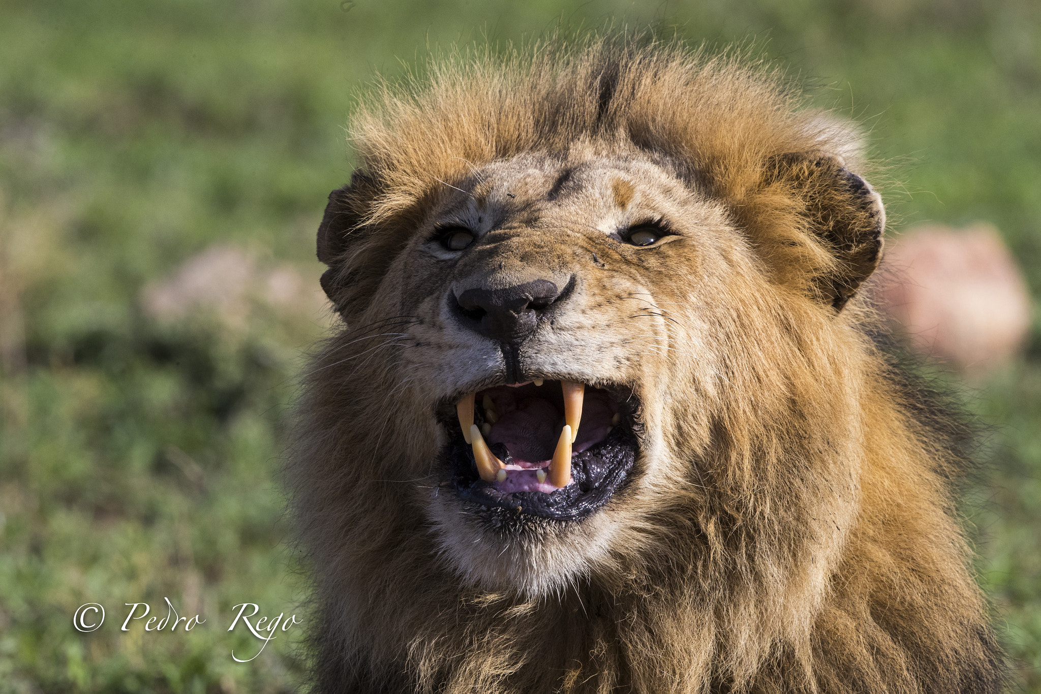 Canon EOS-1D X Mark II + Canon EF 500mm F4L IS II USM sample photo. Roar! photography