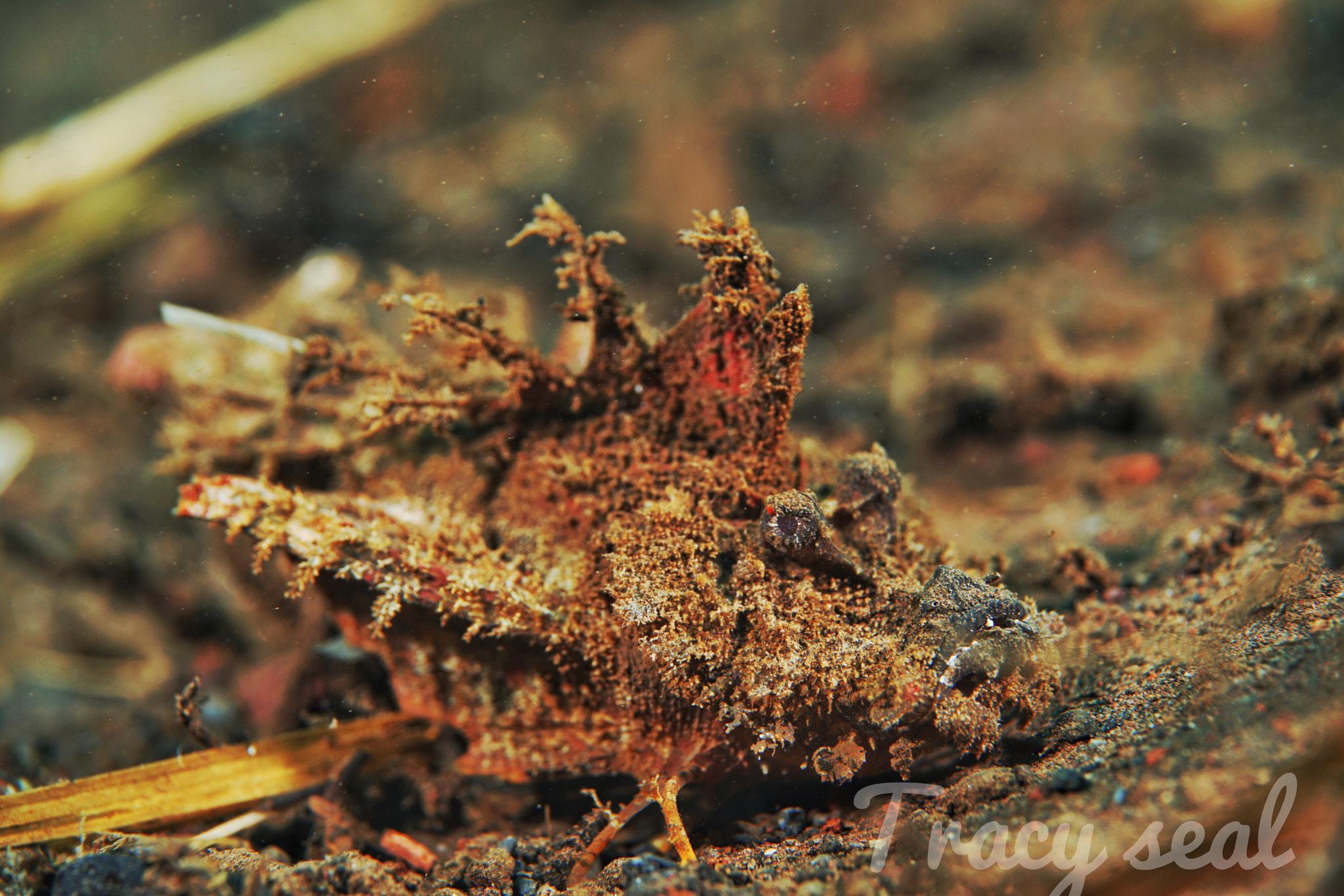 Sony a7R II sample photo. Scorpionfish 图蓝本微距世界 photography