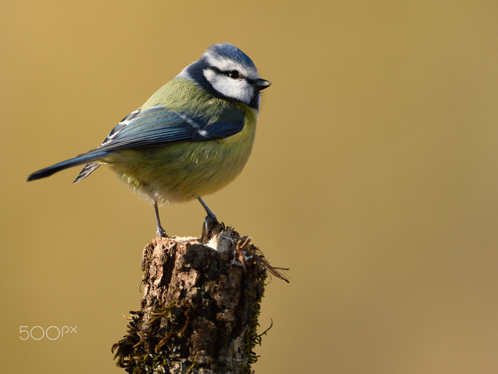 Nikon D810 + Nikon AF-S Nikkor 200-400mm F4G ED-IF VR sample photo. Mallerenga blava photography